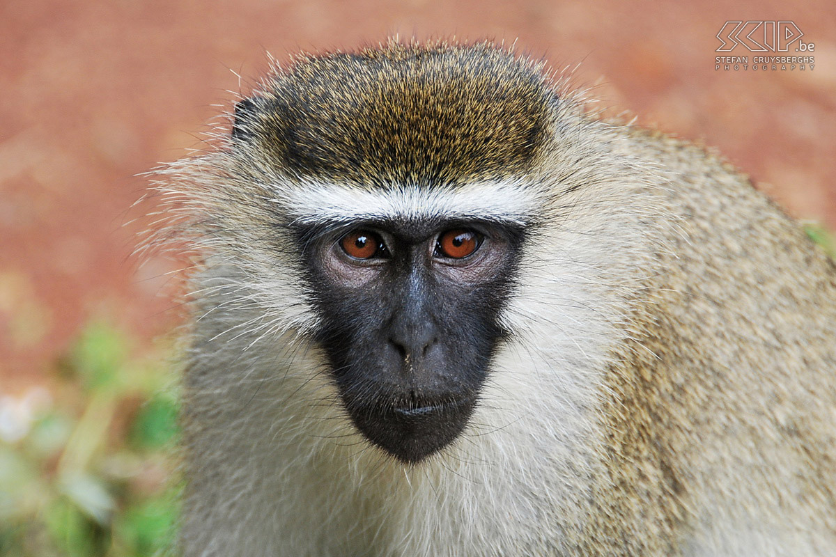 Entebbe - Velvet monkey  Stefan Cruysberghs